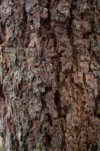 Beautiful Texture tree in Indonesia