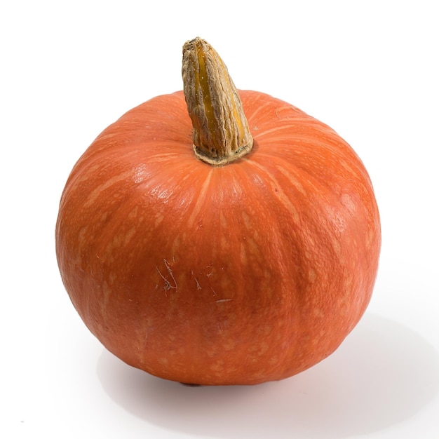 Beautiful textured ripe pumpkin ready for Halloween celebration isolated on white background