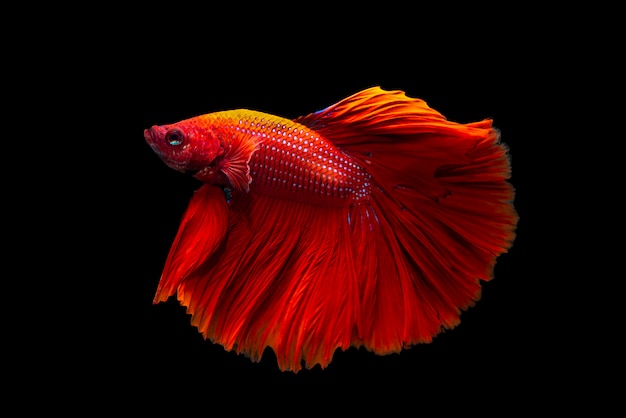 Beautiful Thai fighting fish on black background