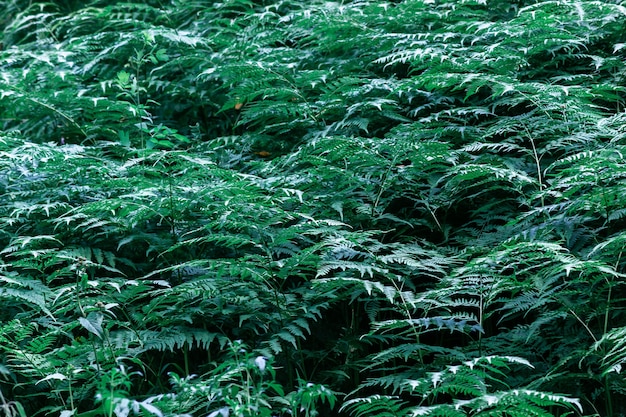 Beautiful thickets of green fern