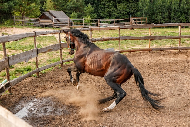 美しい純血の馬がフェンス付きのパドックの足の塵でトロットをしている