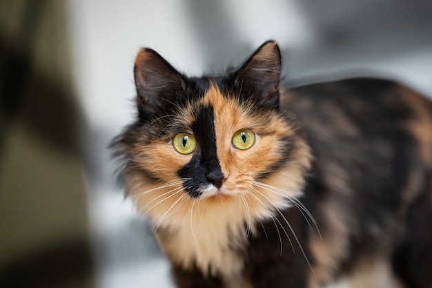 Beautiful three-color orange-black-and-white cat standing of wall with shadows . Favorite pets.