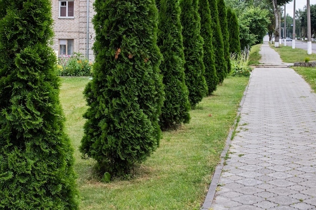 Beautiful thuja bushes along the path closeup