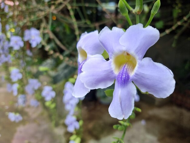 정원에 있는 아름다운 Thunbergia grandiflora 꽃 일반적인 이름에는 Bengal clock vine이 포함됩니다.