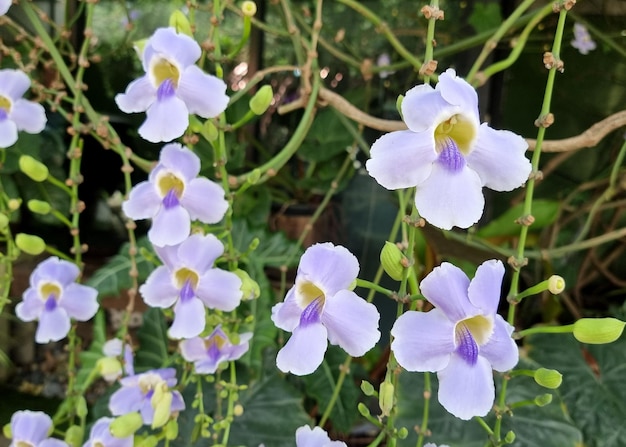 정원에 있는 아름다운 Thunbergia grandiflora 꽃 일반적인 이름에는 Bengal clock vine이 포함됩니다.