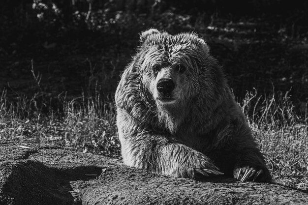 Photo beautiful tien shan brown bear