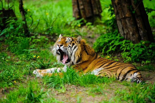 Beautiful tiger on the green grass