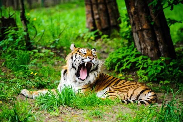 Beautiful tiger on the green grass