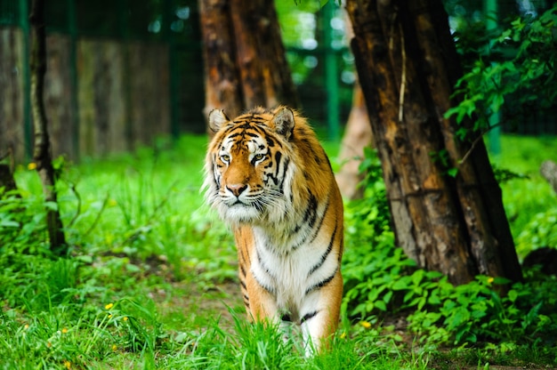 Красивый тигр на зеленой траве
