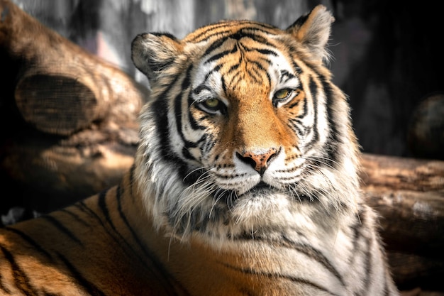 Beautiful tiger male in nature