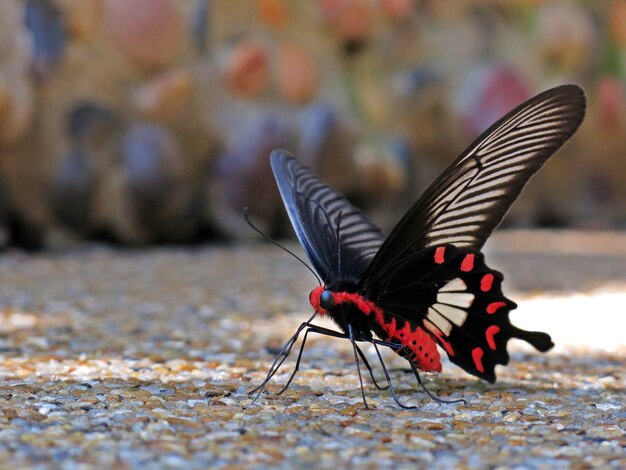 Beautiful tiger swallowtail butterfly