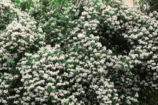 植物園の美しい小さな熱帯の花