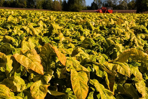 Beautiful Tobacco Field