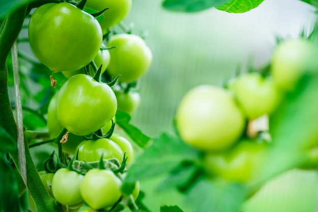 Bella pianta di pomodoro sul ramo in serra in primo piano copia spazio pomodori biologici