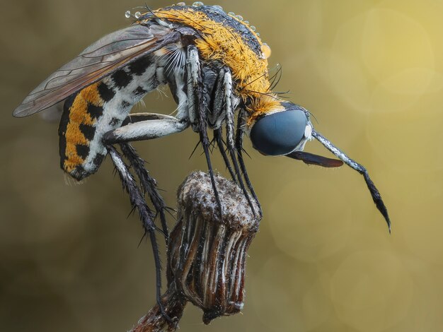 a beautiful toxophore on the top flower of macro photography