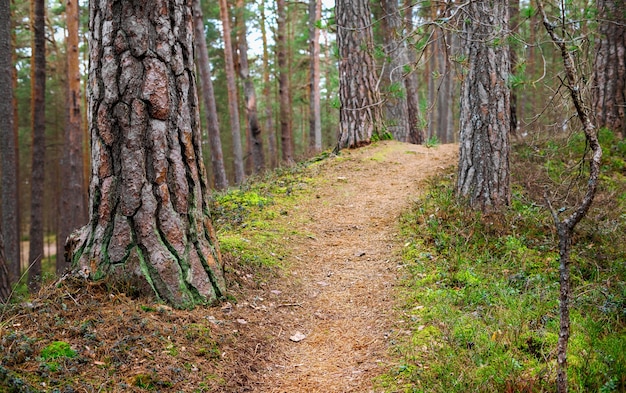 Beautiful trail through the pine forest