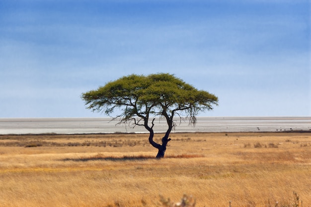 Beautiful tree. African nature and wildlife reserve, Etosha pan, Namibia