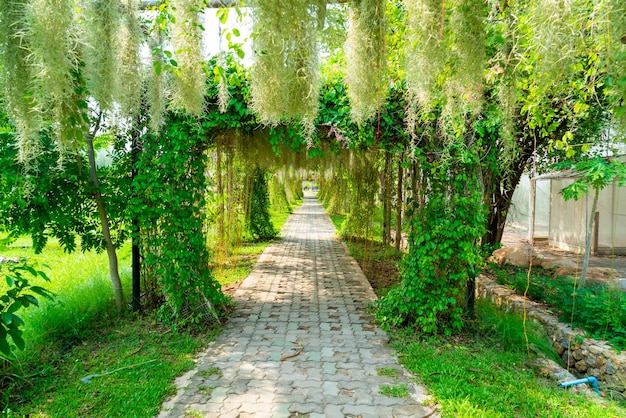 beautiful tree arch on tunnel in garden