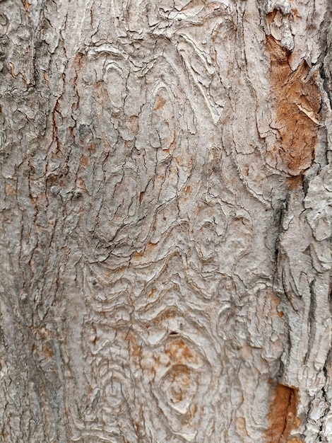 Foto bella struttura della corteccia di albero