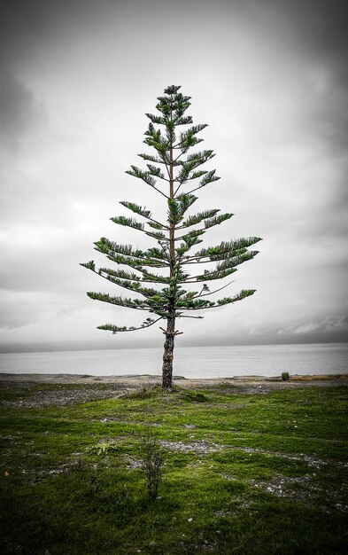 Beautiful tree in a beach