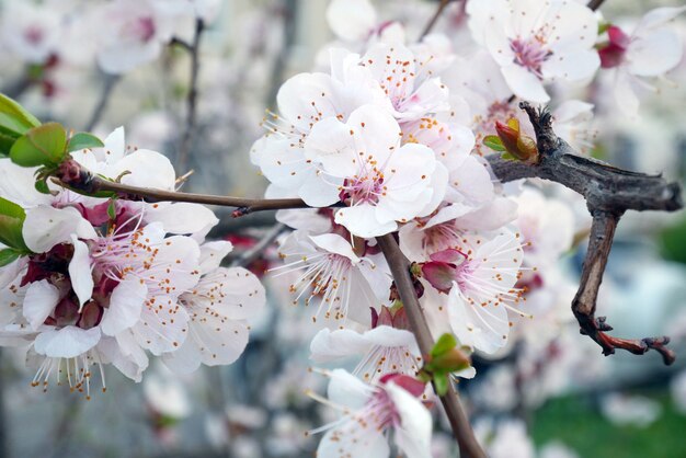 Beautiful tree blossom sakura