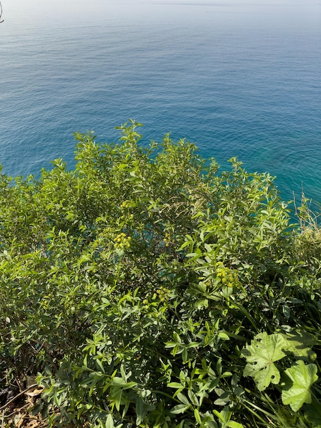 Красивое дерево и синее море