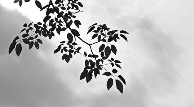 Bellissimo ramo di un albero