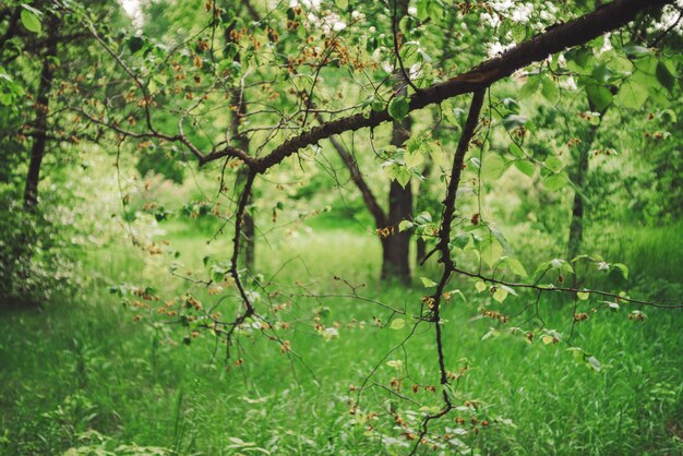 Beautiful tree branches on bokeh background of rich greenery. 