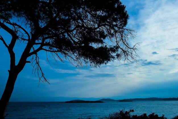 自然の旅の海のシルエットのそばの美しい木