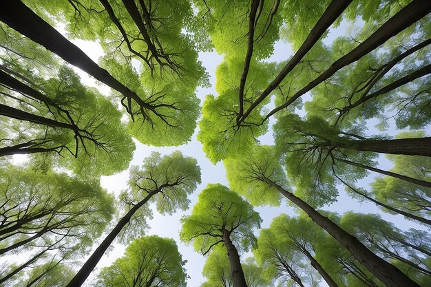 写真 美しい木の冠の景色と自然の風景