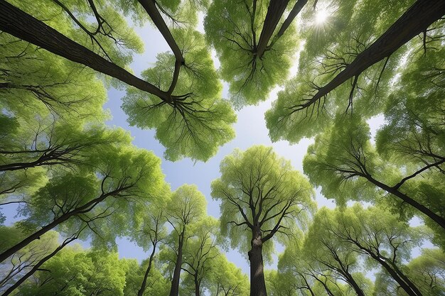 Photo beautiful tree canopy perspective with nature landscape