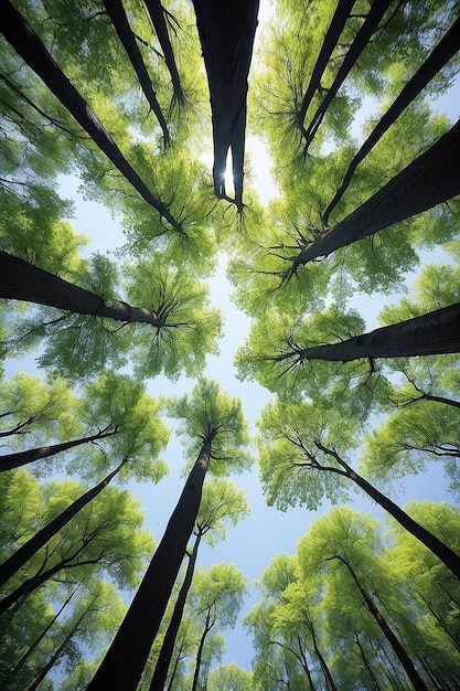 Foto bella prospettiva del baldacchino degli alberi con paesaggio naturale