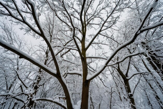 冬の日に雪で覆われた美しい木