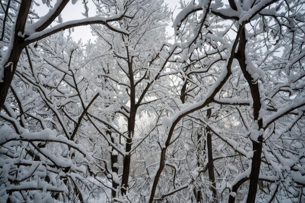 Beautiful tree covered with snow on winter day