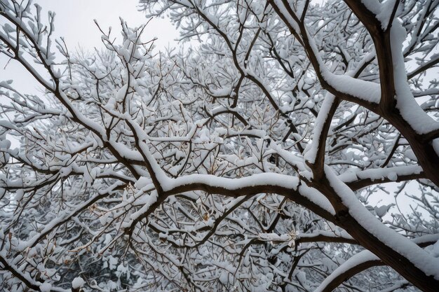 Foto bel albero coperto di neve in un giorno d'inverno