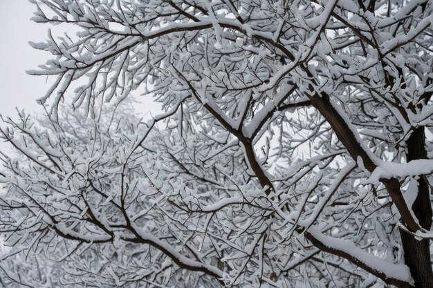 冬の日に雪で覆われた美しい木