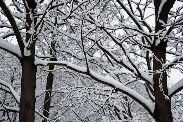 冬の日に雪で覆われた美しい木