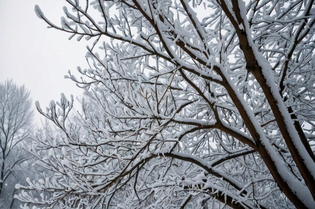 冬の日に雪で覆われた美しい木