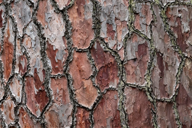 Beautiful tree in a eastern europe forest