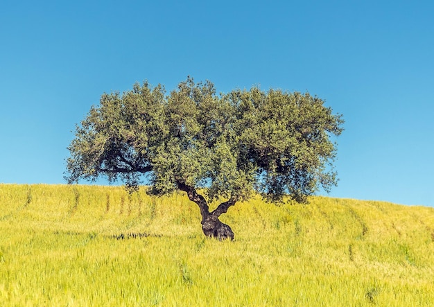 Testour Beja チュニジアの黄色の野原にある美しい木