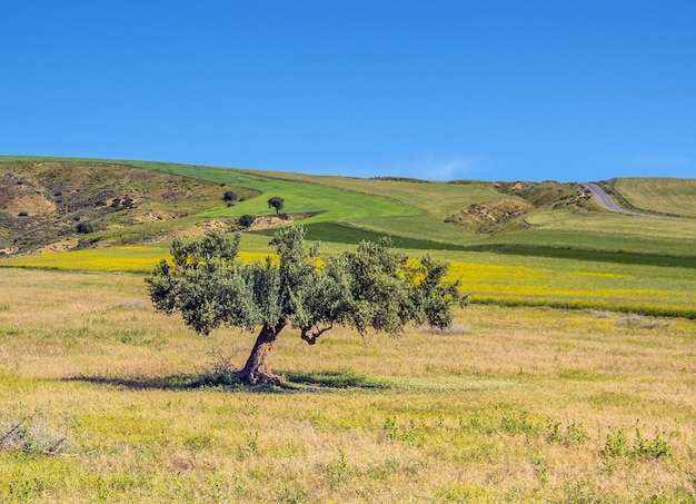 A Beautiful Tree in a Field of Yellow in Testour Beja Tunisia