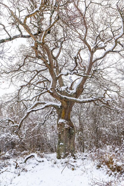 A beautiful tree frozen by the winter snow. Snow in the town of Opakua near Vitoria