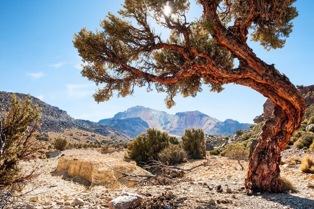 Beautiful tree near the Tunupa volcano, Altiplano, Bolivia