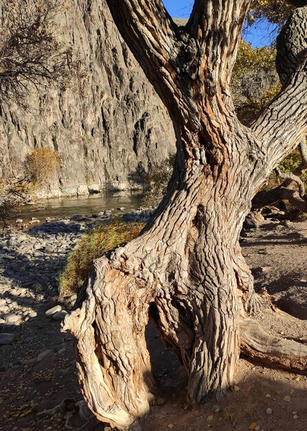 Beautiful tree on the shores of river