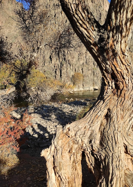 Beautiful tree on the shores of river