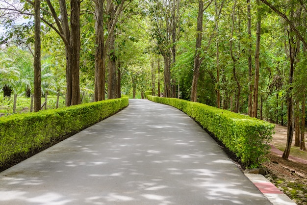 Photo beautiful tree tunnel