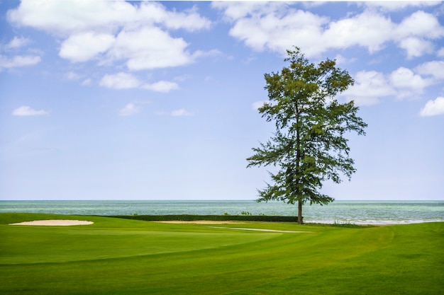 The Beautiful Tree With Blue Sky Background