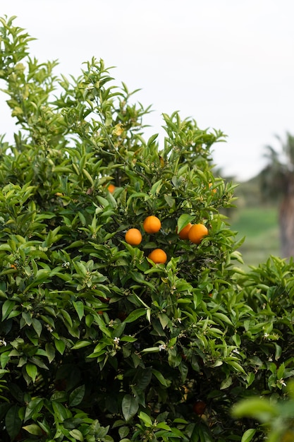 Foto bellissimo albero con frutti arancioni maturi