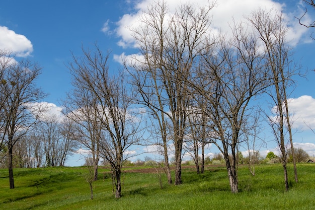 Beautiful trees against the blue sky and clouds