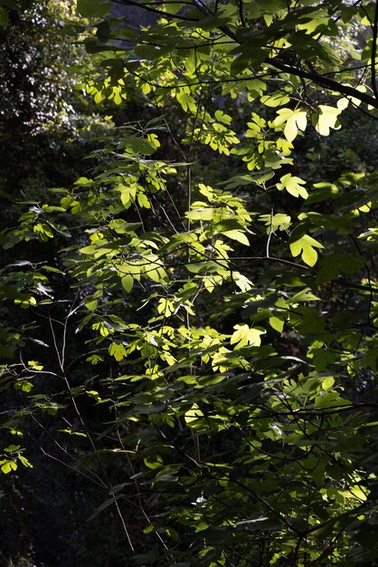 Beautiful trees in the forest